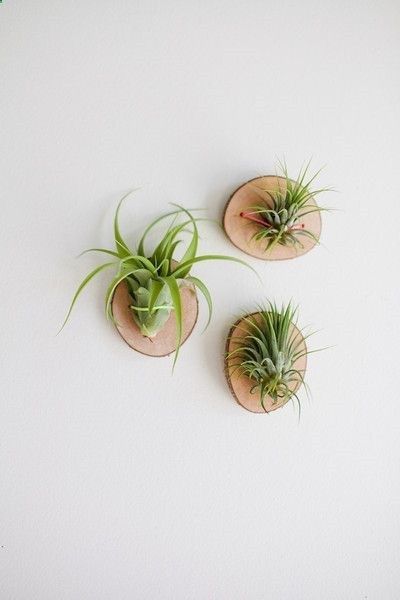 wooden air plant displays pop shop america diy blog Airplant Wall, Plant Display Ideas, Air Plants Decor, Living Wall Art, Air Plant Display, Tillandsia Air Plant, Support Plante, Deco Nature, Vertical Gardens