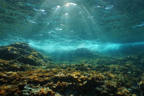 Underwater sunlight rocky seabed Mediterranean sea. Underwater sunlight through , #AFF, #rocky, #seabed, #Underwater, #sunlight, #Mediterranean #ad Lynn Margulis, Ocean Acidification, Ocean Hues, Ocean Science, Under The Water, Ocean Floor, Oceans Of The World, Unique Canvas, Mediterranean Sea