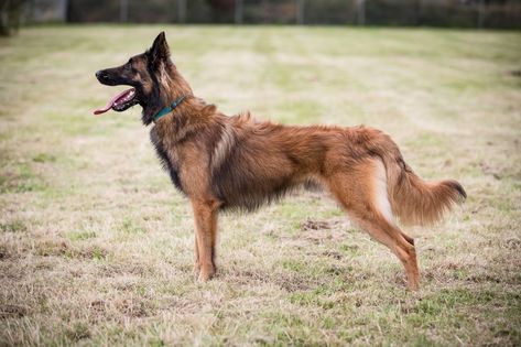 Belgian Turveren, Conditioned Dogs, Tervuren Dog, Types Of Dogs Breeds, Belgian Tervuren, Fit Dogs, Giant Dog Breeds, Carving Projects, Belgian Shepherd