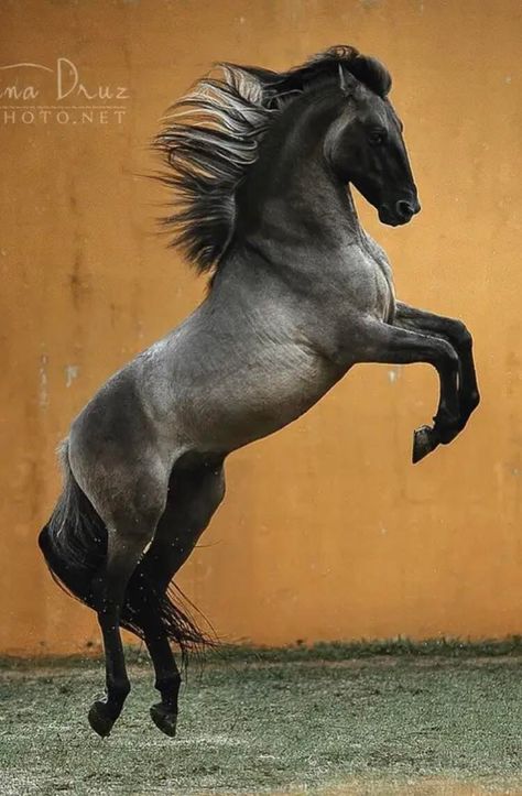 Arabic Horse, Curly Horse, Grulla Horse, Horse Markings, Lusitano Horse, Horse Rearing, Warmblood Horses, Horse Inspiration, Andalusian Horse