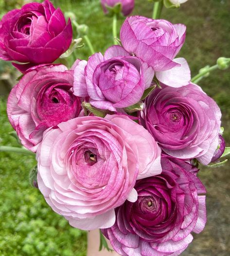 EarthDogFarm on Instagram: “Purple Jean✨ Ranunculus Queen✨ We love the light and dark purples of this variety. These beauties are making their way into bunches for…” Ranunculus Purple, Rose Like Flowers, Butterfly Ranunculus, Lawn Borders, Ranunculus Flowers, Flower Bulbs, Purple Jeans, Fertilizer For Plants, Spray Roses