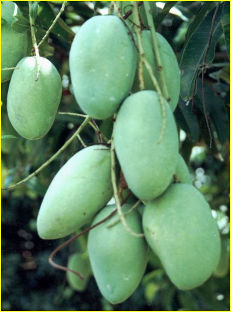 Fresh green 'Carabao' Mangoes from the Philippines Giant Vegetable, Mango Benefits, Fruit Bearing Trees, Philippines Food, Green Mango, Mango Margarita, Mango Fruit, Mango Tree, Mango Salsa