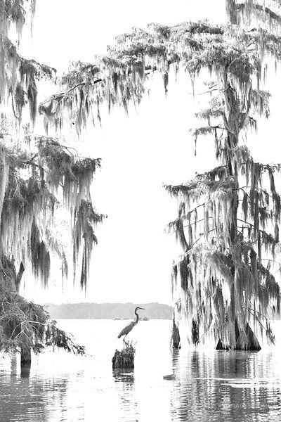 Bald Cypress Tree, Louisiana Swamp, Louisiana Art, Bald Cypress, Cypress Trees, Black White Photography, Nature Tree, Landscape Drawings, Tree Drawing