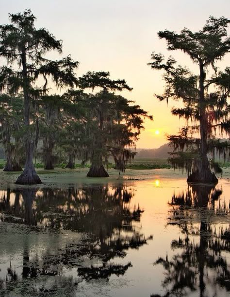 Louisiana Road Trip, Caddo Lake Texas, Caddo Lake, New Orleans History, Louisiana Swamp, Photos Black And White, Louisiana Usa, Louisiana Art, Fairy Queen