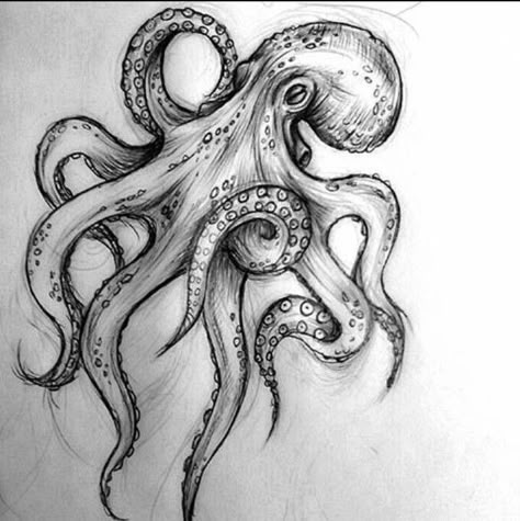 Octopus Realistic Drawing, Octopus Drawing Pencil, See Creatures Drawing, Kraken Tattoo Design Drawings, The Kraken Drawing, Octopus Sketch Drawings, Octopus Drawing Reference, Octopus Pencil Drawing, Sea Creatures To Draw