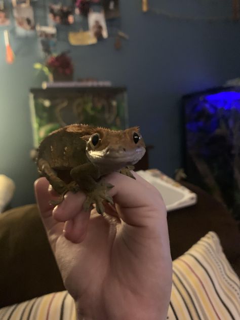 Crested Gecko Aesthetic, Cute Crested Gecko, Reptile Aesthetic, Crested Gecko Habitat, Baby Reptile, Reptile Pets, Pet Reptiles, Crested Geckos, Cute Gecko