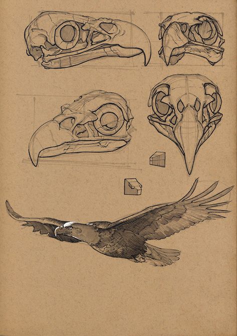 ArtStation - Bald eagle 1, Floris van der Peet Eagle Reference, Animal Concept, Bear Sketch, Anatomy Practice, Illusion Drawings, Illustration Tattoo, Some Drawings, Human Figure Drawing, Animal Study