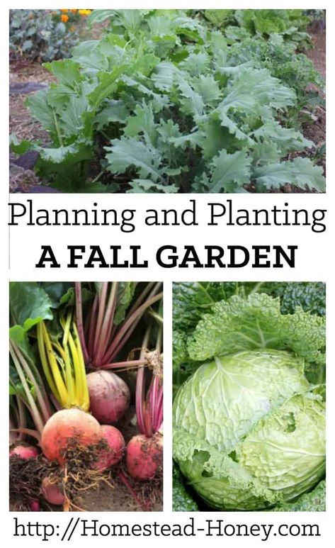 Winter Homestead, Summer Planning, Tattoo Plant, Vertical Herb Garden, Fall Vegetables, Fall Garden Vegetables, Winter Vegetables, Fall Garden, Have Inspiration