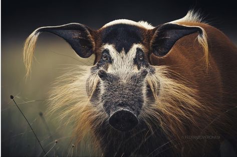 The red river hog (Potamochoerus porcus) or bushpig (a name also used for Potamochoerus larvatus), is a wild member of the pig family living in Africa, with most of its distribution in the Guinean and Congolian forests. It is rarely seen away from rainforests, and generally prefers areas near rivers or swamps. Photo 📸 @federico_veronesi Red River Hog, Wildlife Biologist, Pig Family, Red River, African Animals, Family Living, A Name, Drawing Inspiration, Animal Kingdom