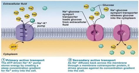 Active Transport Biology, Facilitated Diffusion, Active Transport, Extracellular Fluid, Cell Transport, Signal Transduction, Cells Project, Plasma Membrane, Organic Molecules