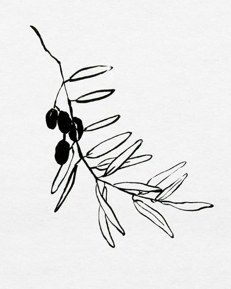 Olive Plant Illustration, Botanical Ink Drawing, Olives Drawing, Drawing Plants And Flowers, Olives Illustration, Olive Drawing, Olive Illustration, Olive Branch Design, Drawing Plants