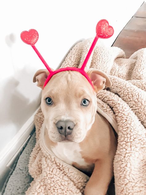 Preppy Valentines Day Pfp, Preppy Dog Pfp, Adopt Me Pfp, Preppy Valentines Day, Preppy Valentines, Preppy Quotes, Preppy Pfps, Preppy Pfp, Preppy Dog