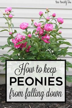 Peony Care, Peony Bush, Tattoo Plant, Planting Peonies, Peony Garden, Seedling Pots, Growing Peonies, Garden Remedies, Cut Flower Garden