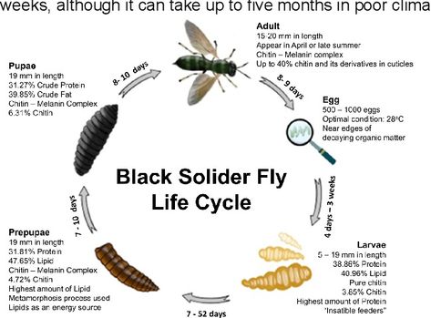 Figure 1 from Valorization of Black Soldier Flies at Different Life Cycle Stages | Semantic Scholar Black Soldier Fly Farming, Amphibians Activities, Cycle Stages, Manure Composting, Biodegradable Waste, Black Soldier, Black Soldier Fly, Farming System, Poultry Feed