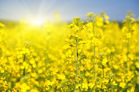 Plants Benefits, Unsaturated Fats, Rapeseed Oil, Canola Oil, Cooking Oil, Scenic Views, Healthy Fats, Seed Oil, Trees To Plant