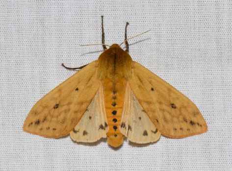 Isabella Tiger Moth (Pyrrharctia isabella) observed by cullen on June 28, 2017 · iNaturalist.org Isabella Tiger Moth Tattoo, Isabella Tiger Moth, Insect Reference, Small Moths, Tiger Moth, Moth Caterpillar, Moth Tattoo, Exotic Animals, School Tattoo