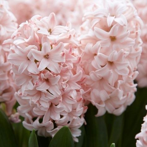 Pink Hyacinth Aesthetic, Hyacinths Aesthetic, Hycinthia Flower, Hycanith Flower, Pink Hyacinth, Hyacinth Flower, Pink Plants, Hyacinth Flowers, Fragrant Garden