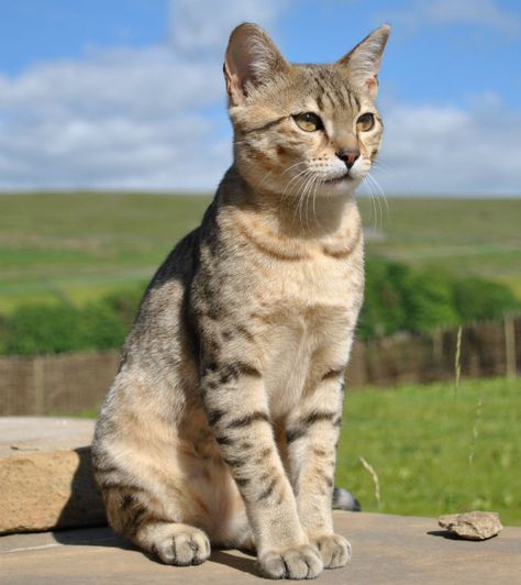 Egyptian Mau Cat Breed Information, Pictures, Characteristics & Facts  Cat #cat  Cats #cats Werewolf Cat, Turkish Angora Cat, Cat Poses, Burmilla, Egyptian Cats, American Curl, Egyptian Mau, Birman Cat, Rare Cats