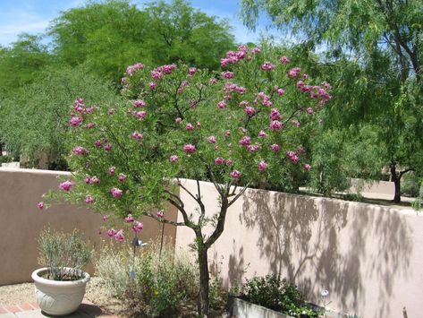 GV Gardeners: Desert Willow trees in bloom | Get Out | gvnews.com Desert Willow Tree, Desert Trees, Desert Willow, Desert Landscapes, Fast Growing Trees, Desert Garden, Tree Seeds, Ornamental Trees, Blooming Plants