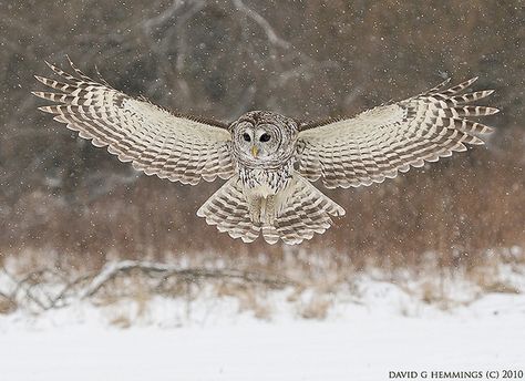 Barred Owl by Nature's Photo Adventures - David G Hemmings, via Flickr Owl Warrior, Owl Mural, Florida Artwork, Owl Tat, Owl Tattoo Drawings, Owl Quilts, Snowy Owls, Owl Bags, Bird Barn