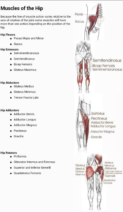 Muscles of the hip and their actions. Repinned by SOS Inc. Resources @so siu ki Storage & Organisation Solutions Storage & Organisation Solutions Inc. Resources. Concentric Vs Eccentric, Hip Muscles Anatomy, Adductor Muscles, Hip Movement, Hip Anatomy, Muscles Anatomy, Psoas Release, Anatomy Physiology, Yoga Anatomy