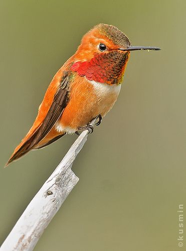 rufous hummingbird (selasphorus rufus) Rufous Hummingbird, Hummingbirds Photography, Hummingbird Pictures, Kinds Of Birds, Exotic Birds, Pretty Birds, Bird Photo, Colorful Birds, Little Birds