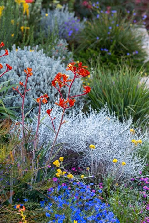 An Australian native cottage garden- The Botanical Planet Australian Native Small Courtyard, Front Garden Ideas Australian Cottage, Australia Native Garden Design, Native Australian Garden Wa, Australian Costal Garden, Native Garden Bed Australia, Australian Native Gardens Coastal, Australian Native Front Garden Ideas, Australian Meadow Garden