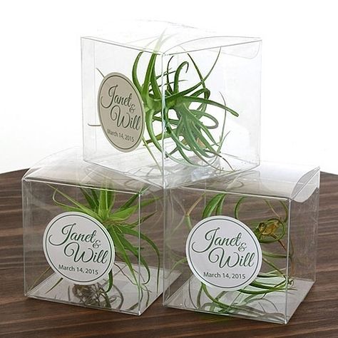 Air Plants Wedding, Plant Favors, Tree Favors, Plant Wedding Favors, Wedding Plants, Clear Gift Boxes, Let Love Grow, Plant Party, Wedding Favors And Gifts