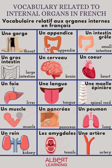 You might already know different parts of the body, however, can you name the internal organs in French? Today, learn how to talk about internal organs in French and expand your vocabulary. To know more in detail, read our blog article! Shapes In French, French Vocabulary Notes, French Vocabulary Flashcards, French Preschool Activities, French Body Parts, French Notes, Free French Lessons, French Vocab, French Articles