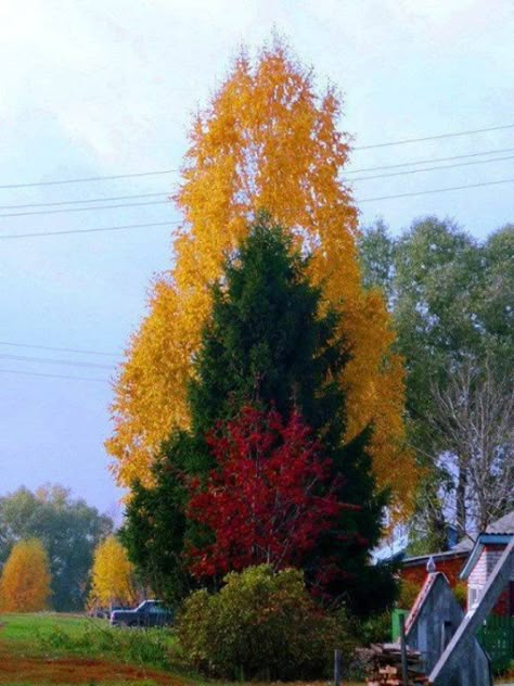 35 Images Sure To Satisfy - Feels Gallery Weird Trees, Amazing Trees, Lovely As A Tree, Fall Beauty, Beautiful Trees, Unique Trees, Colorful Trees, Tree Hugger, Autumn Scenery