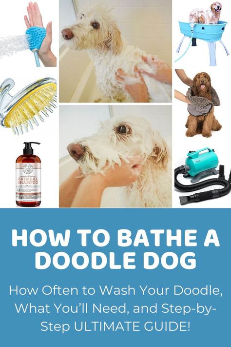 Golden Doodle Hair Care, How To Bathe A Dog, Golden Doodle Summer Haircut, Berne Doodle, Cowboy Magic, Doodle Grooming, Labradoodle Grooming, Goldendoodle Grooming, F1b Goldendoodle