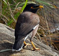 Bird Identification of Australian Birds - Sydney and Blue Mountains Bird Species - Common Myna - Indian Myna - Common Indian Myna - Acridotheres tristis Australian Spider, Australian Mammals, Dystopian Fiction, Birds Of Australia, Bird Identification, Survival Books, Australian Natives, Permaculture Design, Australian Birds