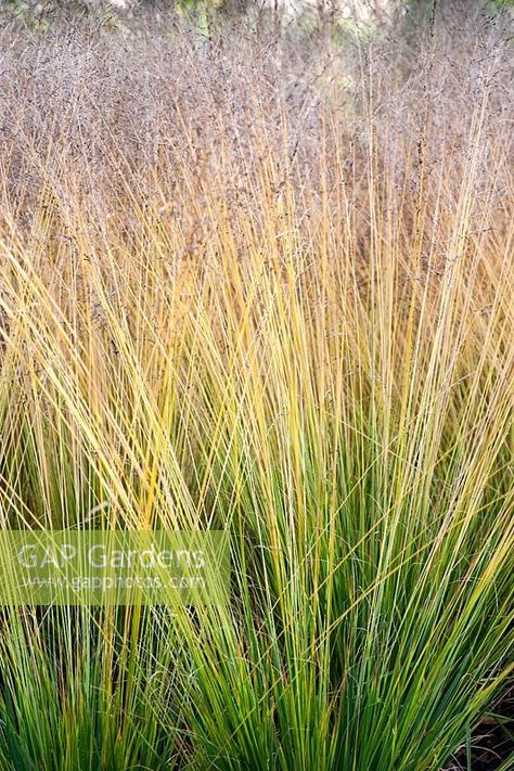 Molinia caerulea subsp. caerulea 'Edith Dudszus', November, Hampshire Credit: GAP Photos/Rachel Chappell Molinia Caerulea, Plant Photography, Grasses, Hampshire, Garden Plants, Planting, Gap, Herbs, Stock Photos