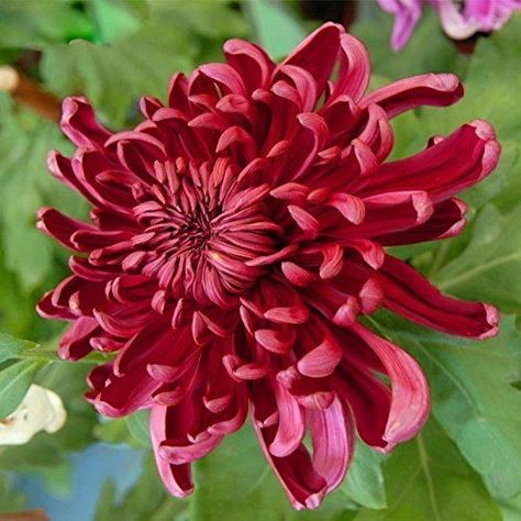 Chrysanthemum Photography, Potted Plant Garden, Chrysanthemum Indicum, Chrysanthemum Seeds, Chrysanthemum Morifolium, Red Chrysanthemum, Floral Aesthetics, Diy Home Garden, Flower Calendar