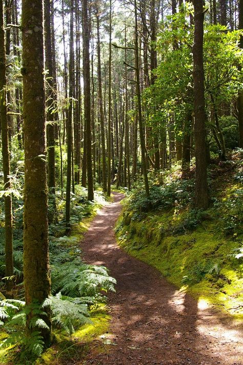 Woodland Landscaping, Hiking In Oregon, Pnw Camping, Woodland Trail, Oregon Camping, Oregon Trip, Oregon Hikes, Oregon Road Trip, Rv Campgrounds