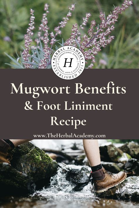 Mugwort Benefits & An Herbal Liniment Recipe | Herbal Academy | There are many mugwort benefits beyond its traditional uses for sleeping and dreaming that are worth exploring. Mugwort Salve Diy, Mugwort Uses, Mugwort Bath, Mugwort Benefits, Wicca Herbs, Witches Apothecary, Herbs For Sleep, Herb Uses, Herbal Academy