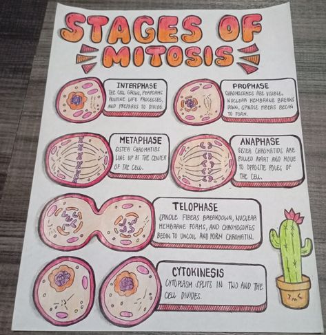 Mitosis And Meiosis Notes Aesthetic, Meiosis And Mitosis Project, Creative Biology Projects, Mitosis And Meiosis Drawing, Project For Biology, Biology Paper 2 Notes, Biology Notes Mitosis, Aesthetic Science Project, Stages Of Mitosis Drawing