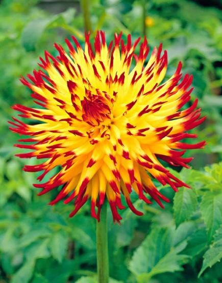 Fiery red tips distinguish this striking cactuslike bloom. It typically grows 5 feet tall; flowers reach 6 inches in diameter. See our story for top 5 Midwest Dahlias. Dahlia Care, Growing Dahlias, Dahlia Flower, Easy Garden, Red Flower, Water Lilies, Dream Garden, Garden And Yard, Cut Flowers