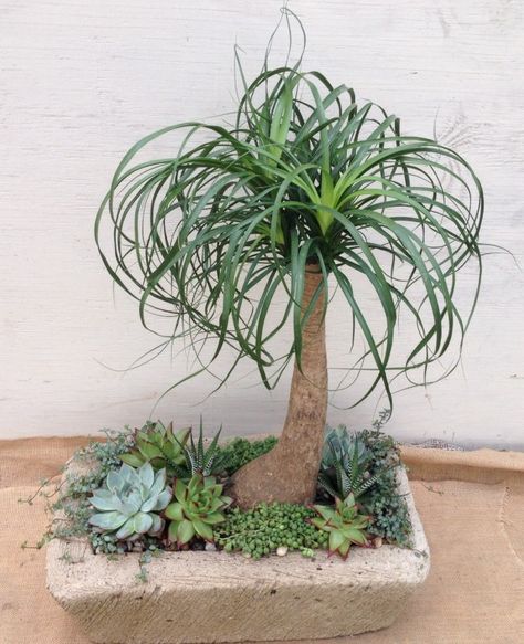 Beaucarnea Recurvata, Ponytail Palm, نباتات منزلية, Herb Gardening, Succulent Garden Diy, Fall Semester, Dish Garden, Succulent Gardening, Succulents In Containers