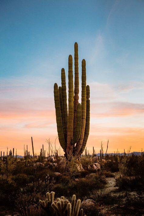 Mexico Aesthetic Culture, Mexican Photography, Mexicali Baja California, Mexico Wallpaper, Los Angeles Aesthetic, Mexico Photography, Baja California Mexico, California Destinations, Between Two Worlds