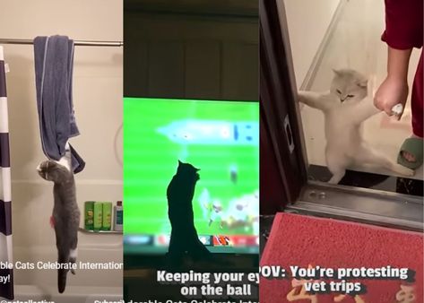 Looking for quick motivational, fun & entertaining videos to boost your mood? We've got you covered with our YouTube shorts of the day! Cat Crying Videos, 13th Floor, International Cat Day, River Park, Funny Cats Video Memes, North Park, Block B, Cat Gif, Human