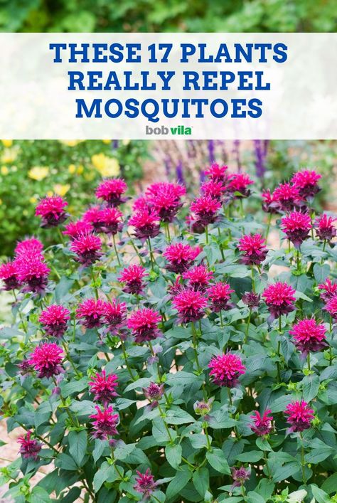 Which of your favorite herbs, vegetables and flowers do mosquitoes absolutely hate? Grow these plants to eliminate mosquito bites and itching this year... Mosquito Repelling Landscaping, Mosquito Planters Patio, Plants Against Mosquitos, Plants For Insect Repellent, Anti Mosquito Garden, What Plants Repel Mosquitos, Best Plants To Repel Mosquitoes, Plants Mosquito Repellant, Best Plants For Mosquito Repellent