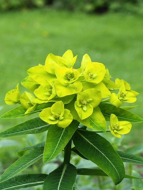 JUNE Euphorbia oblongata. "This short-lived perennial has a giant propensity to self-seed - you can hear the 'ping' of exploding capsules on a warm day. This generally ensures continuity of the clump, though perhaps not in exactly the same place" (Chris Marchant) Euphorbia Oblongata, Marcus Barnett, Rhs Chelsea Flower Show, Plant Varieties, Garden Designer, Sandy Soil, Herbaceous Perennials, Chelsea Flower, Plant List