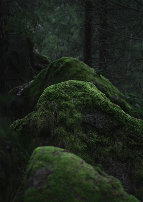 Dark Naturalism, Moss Covered, Moss Garden, Magic Aesthetic, Forest Garden, Earth Elements, Dark Elf, Deep Forest, Dark Forest