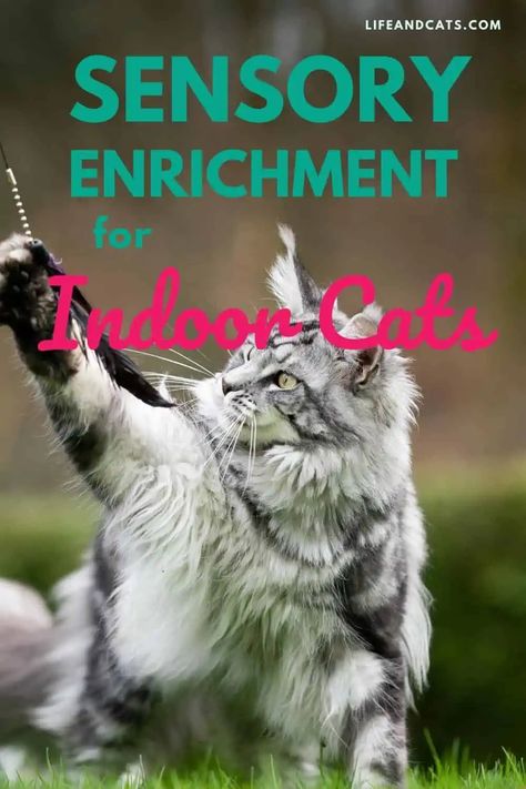 enrichment provides cats with species appropriate activities that reach their core “cat” or inner tiger. It allows cats to interact with their world in a way that is natural to them. It is not a single specific event, it is an overall process. Sensory enrichment is simply focusing on reaching Kitty through all of their 5 senses. Hanging Cat Scratcher, Diy Cat Activities, Easy Cat Enrichment, Diy Enrichment For Cats, Cat Sensory Activities, Mental Stimulation For Cats, Enrichment Activities For Cats, Activities For Cats, Cat Enrichment Ideas Indoor