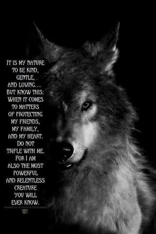 Bark At The Moon, Wolf Photography, Wolf Photos, Wolf Love, Red Wolf, Wolf Spirit, Beautiful Wolves, A Wolf, Brown Bear