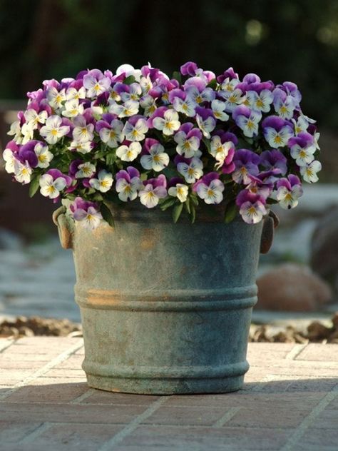 Pansies In Containers, Winter Pansies, Kinds Of Flowers, Viola Flower, Planting Tulips, Daffodil Bulbs, Front Landscaping, Pansies Flowers, Small Space Gardening