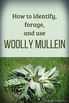 How to identify and forage woolly mullein. How To Harvest Mullein Seeds, Muellin Leaf Benefits, How To Use Mullein, How To Process Mullein, How To Harvest Mullein, Drying Mullein Leaves, Harvesting Mullein Leaves, How To Dry Mullein Leaves, Mullen Herb Benefits