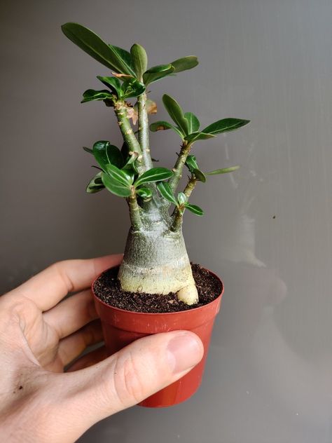 Adenium Obesum Adenium Obesum, Plant Aesthetic, Plants, Flowers, Nature