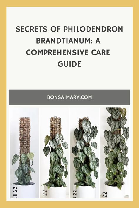 Uncover the hidden treasures of Philodendron Brandtianum with our Comprehensive Care Guide, revealing exclusive secrets to nurture this elegant indoor beauty. Delve into expert tips and personalized insights to witness your Brandtianum thrive in a symphony of green perfection—click now to explore the secrets and follow us for an endless cascade of plant care wisdom and inspiration! Philodendron Brandtianum, Philodendron Care, Plant People, Philodendron Plant, Plant Information, Hidden Treasures, Pest Control, Plant Care, Indoor Plants